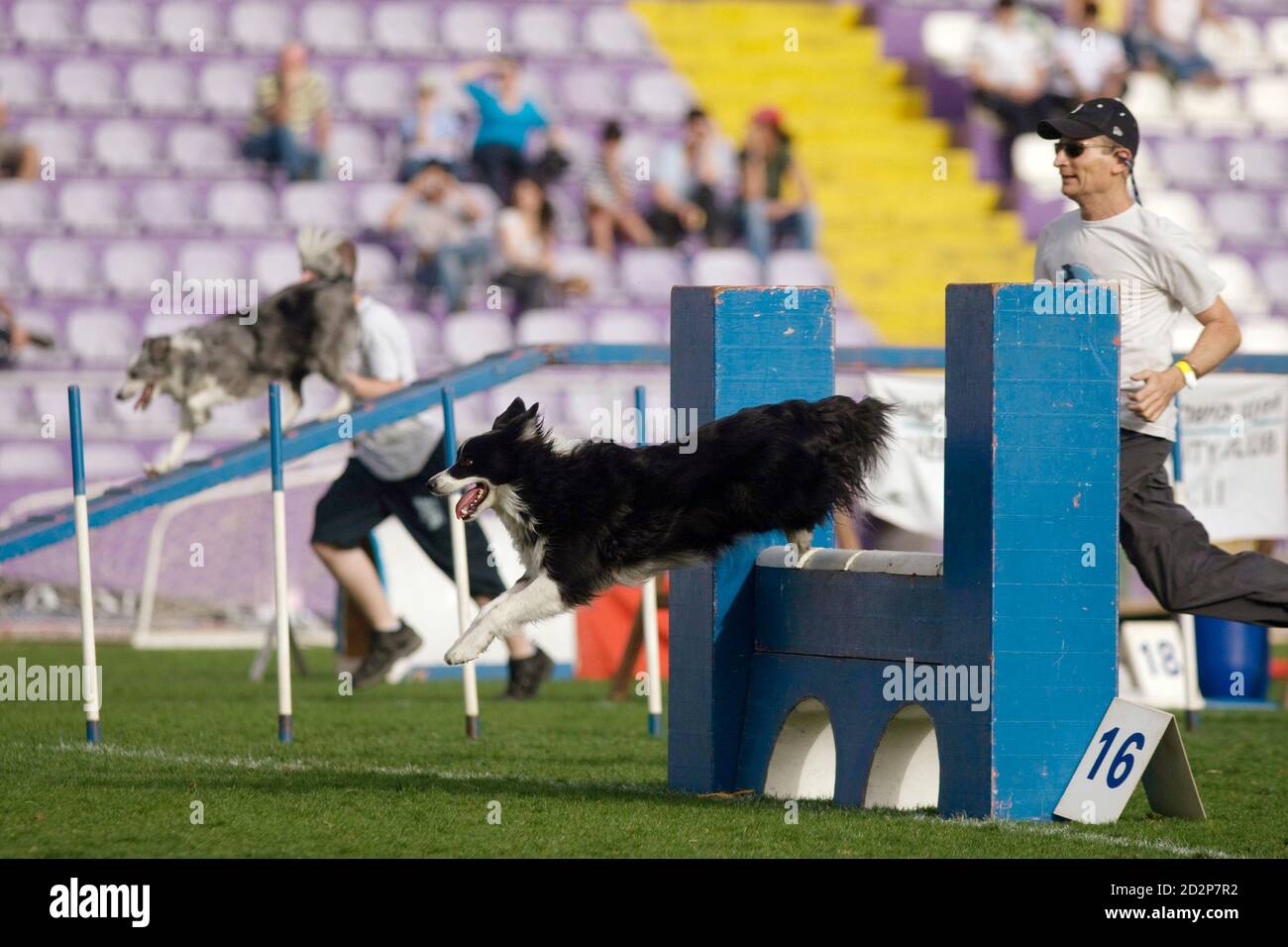 border collie obstacle course 2018