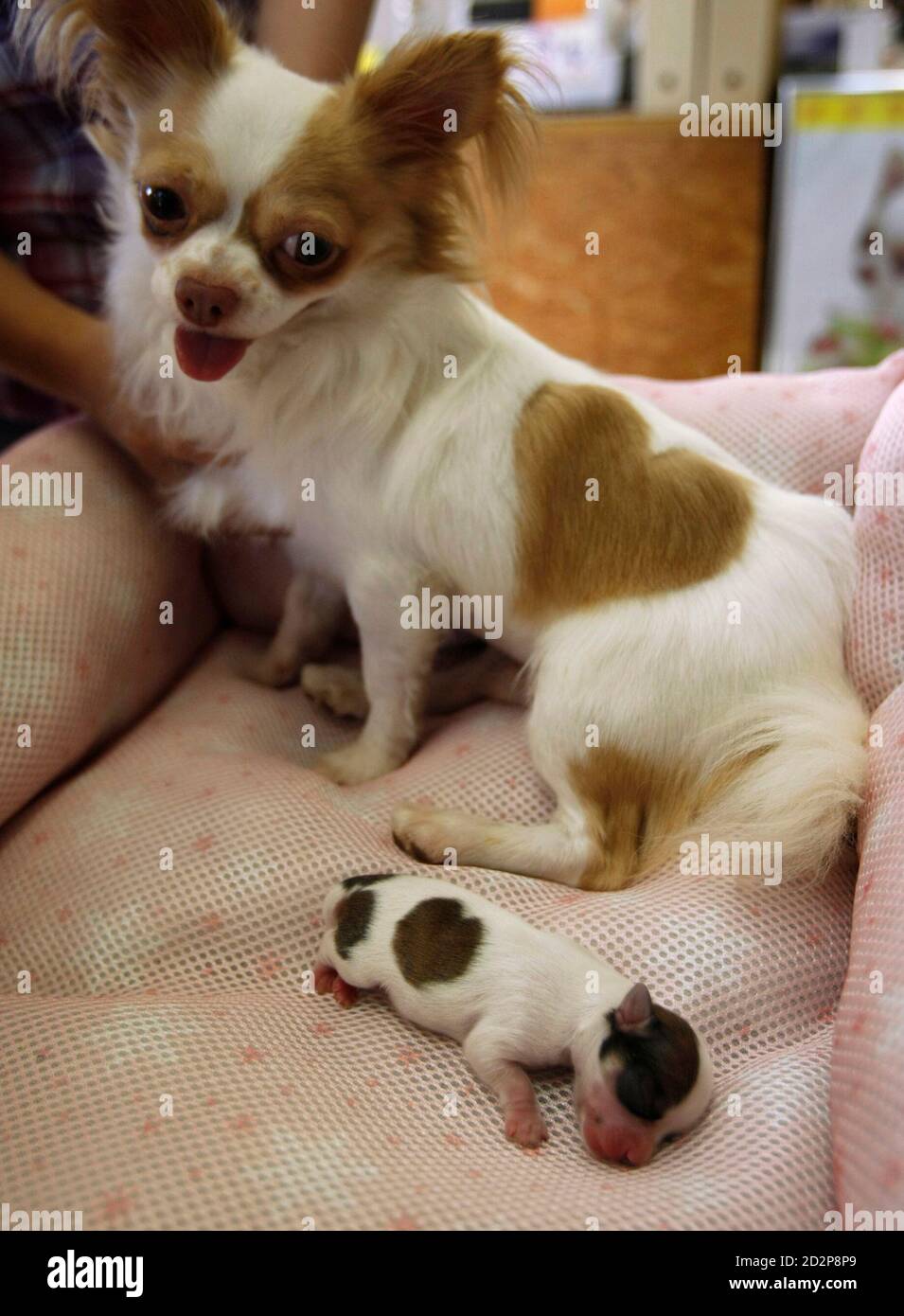 chihuahua coat patterns