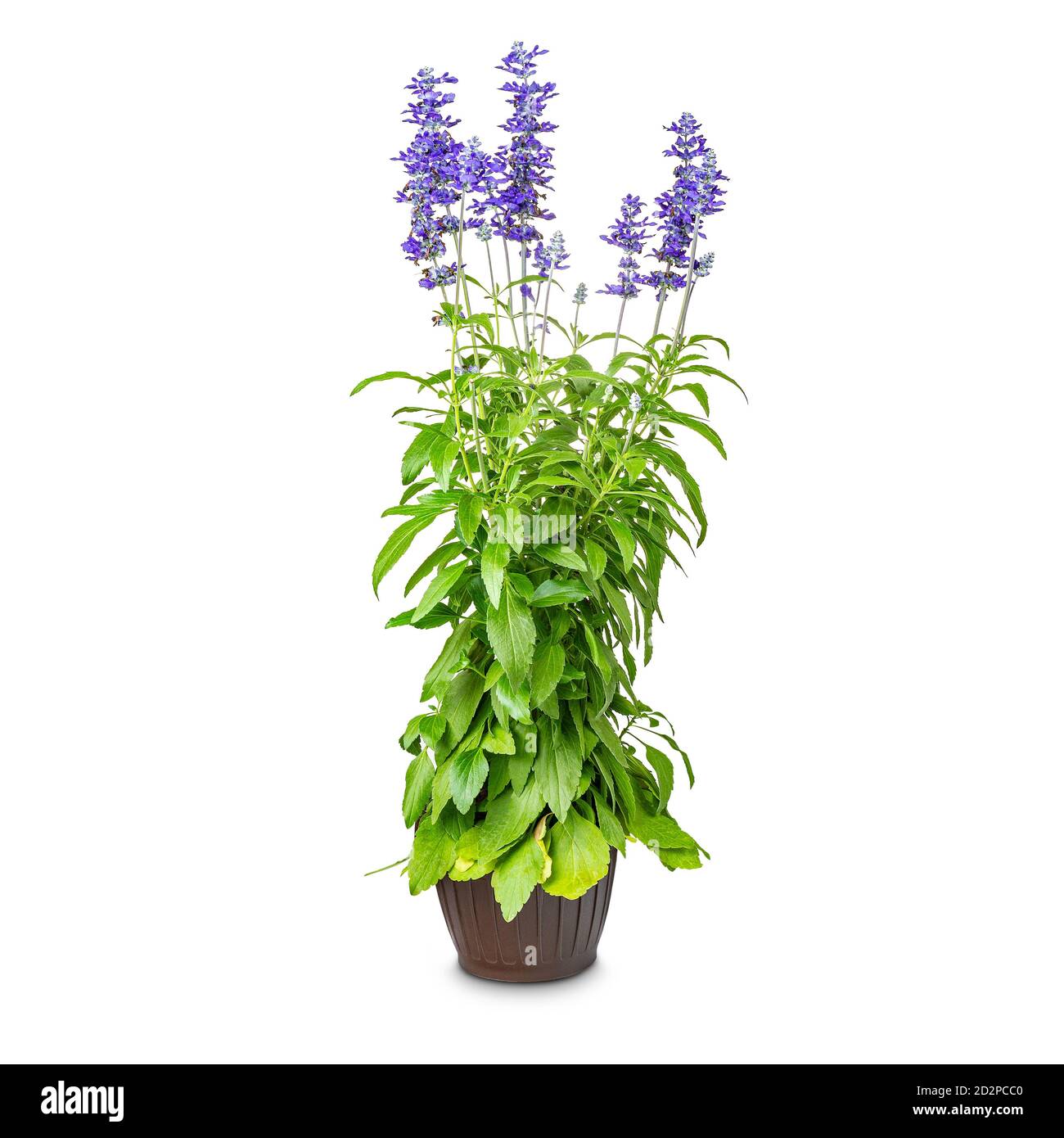 Salvia farinacea blooming in the pot on white background Stock Photo