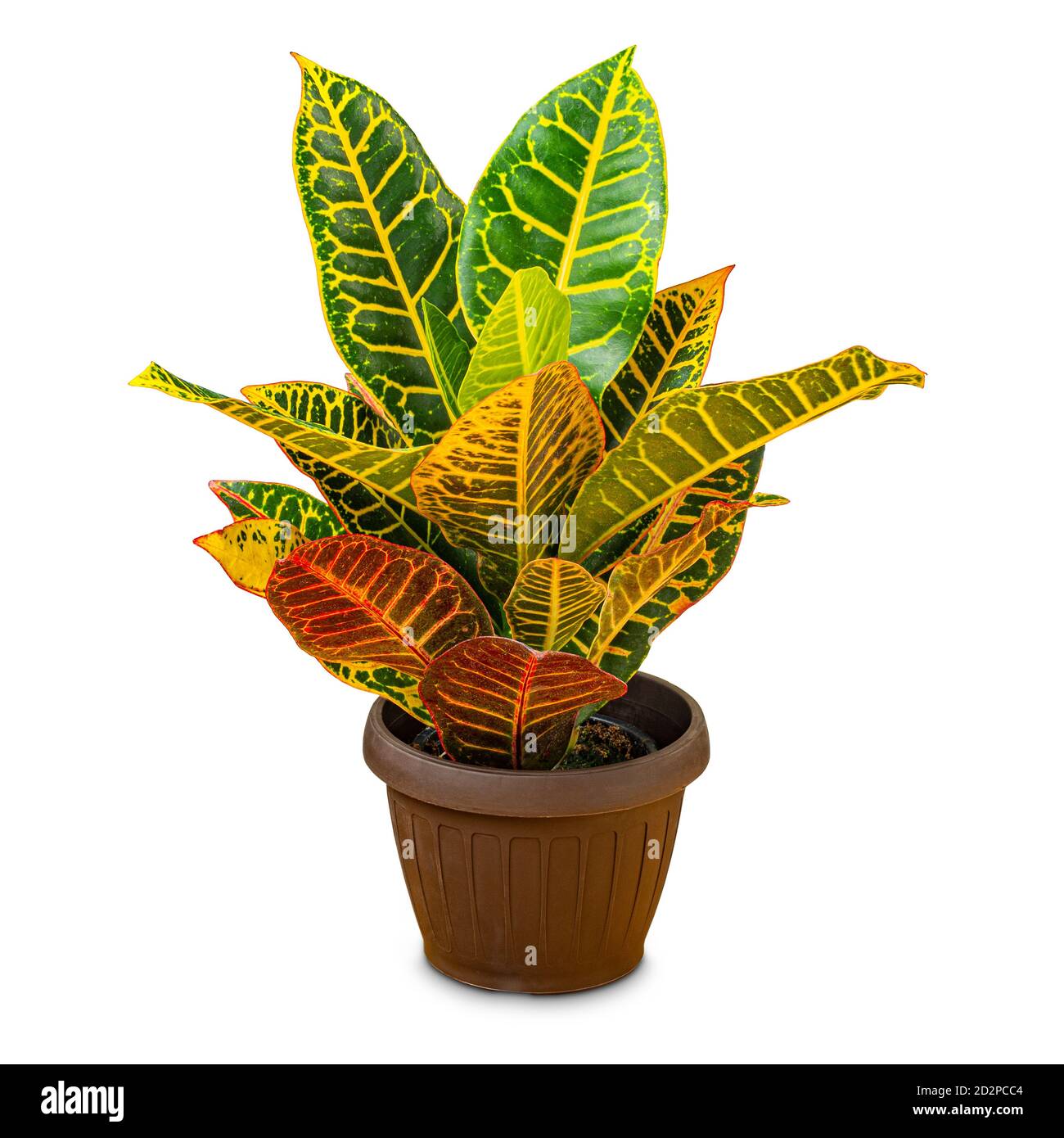 Codiaeum variegatum, garden croton or variegated croton in pot on white