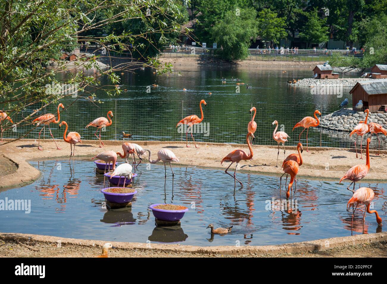 Animal zoo meals hi-res stock photography and images - Alamy