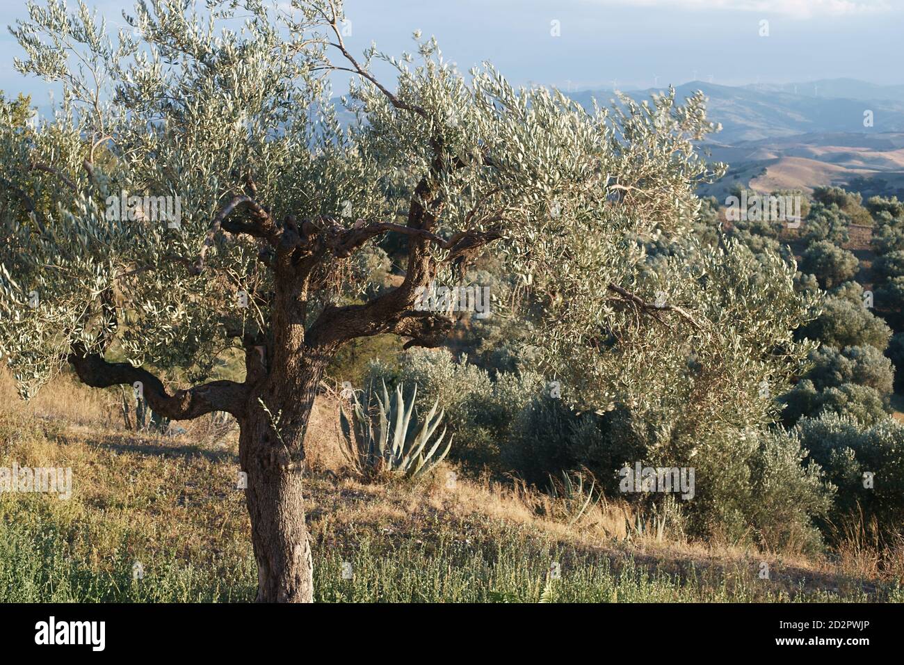 Landscape with olive tree from the deserted village of Craco, close to Matera, Basilicata, Italy Stock Photo