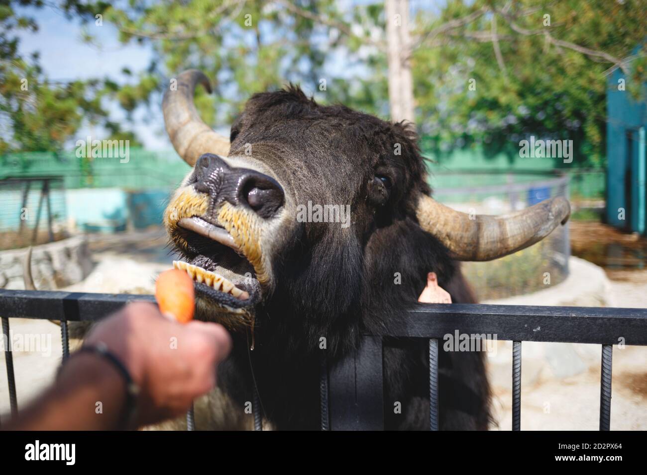 portrait of a buffalo eating carrots from his hand Stock Photo