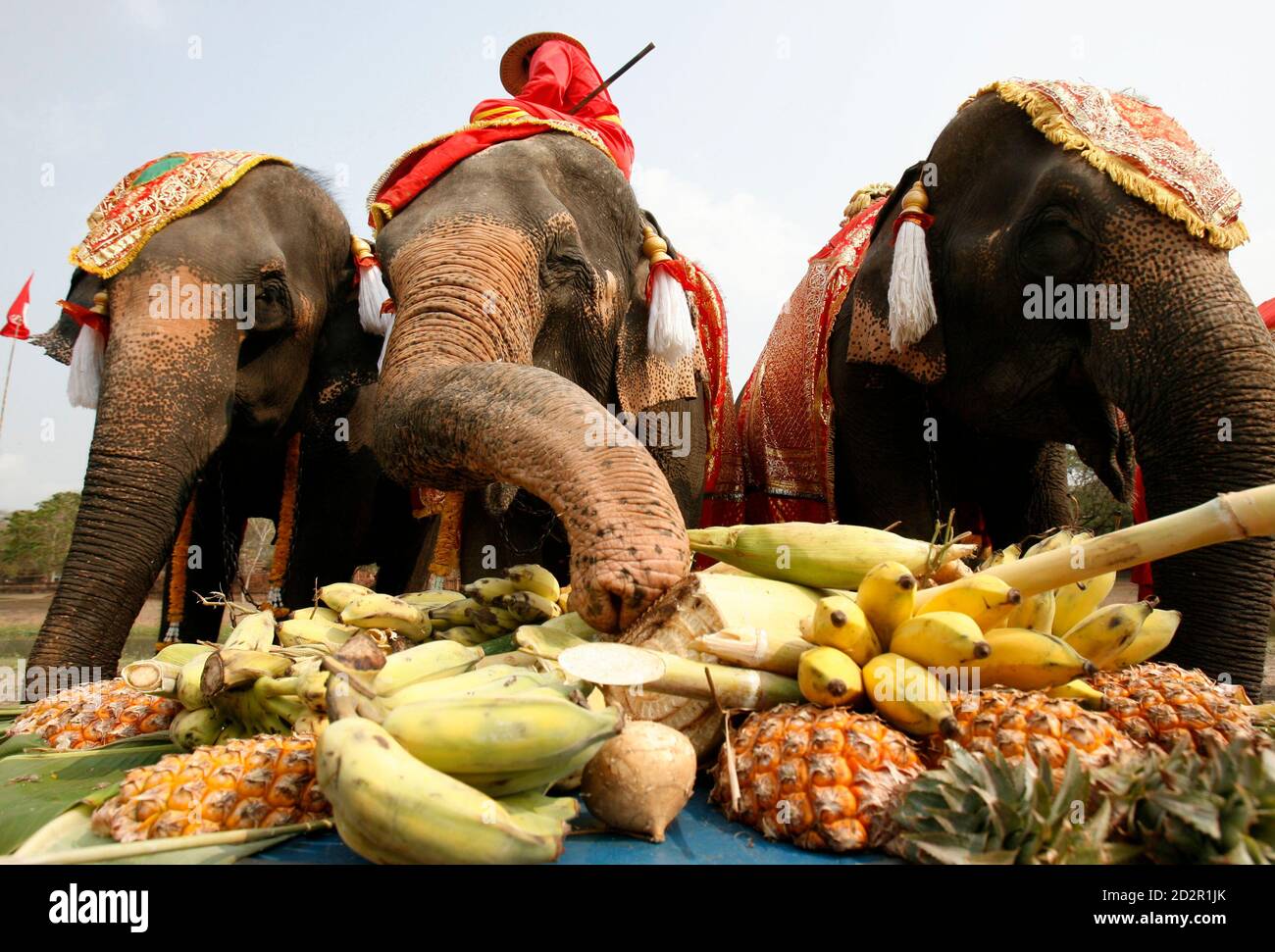 Elephants enjoy a Elephants enjoy a