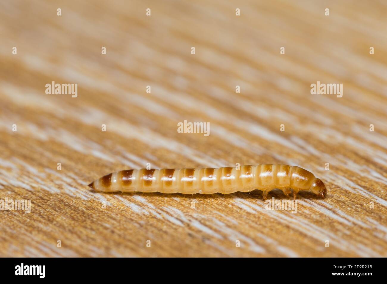 Litter beetle larva (Alphitobius diaperinus) Stock Photo