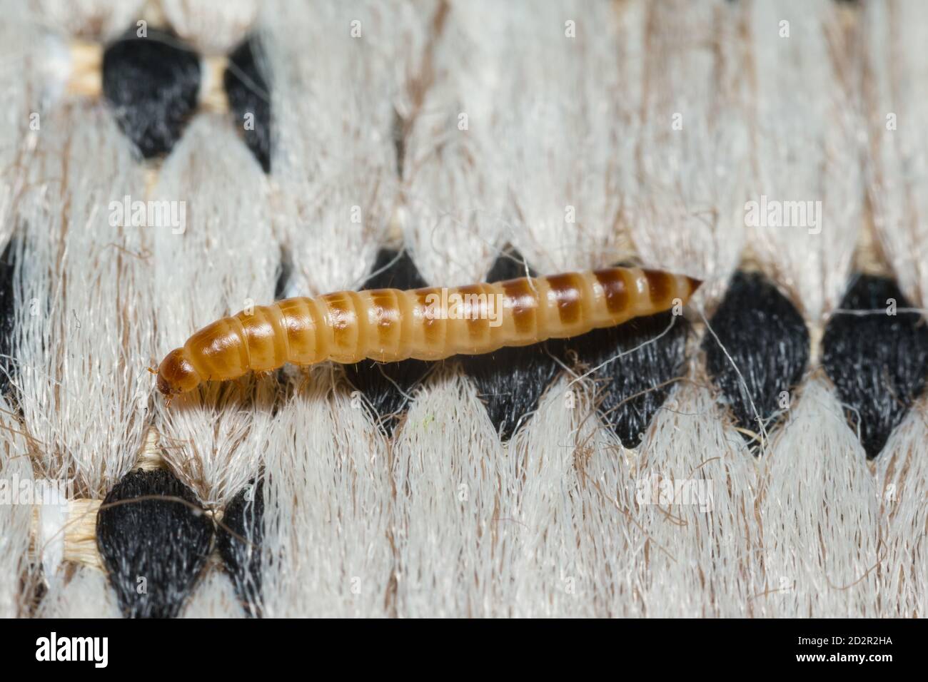 Litter beetle larva (Alphitobius diaperinus) Stock Photo