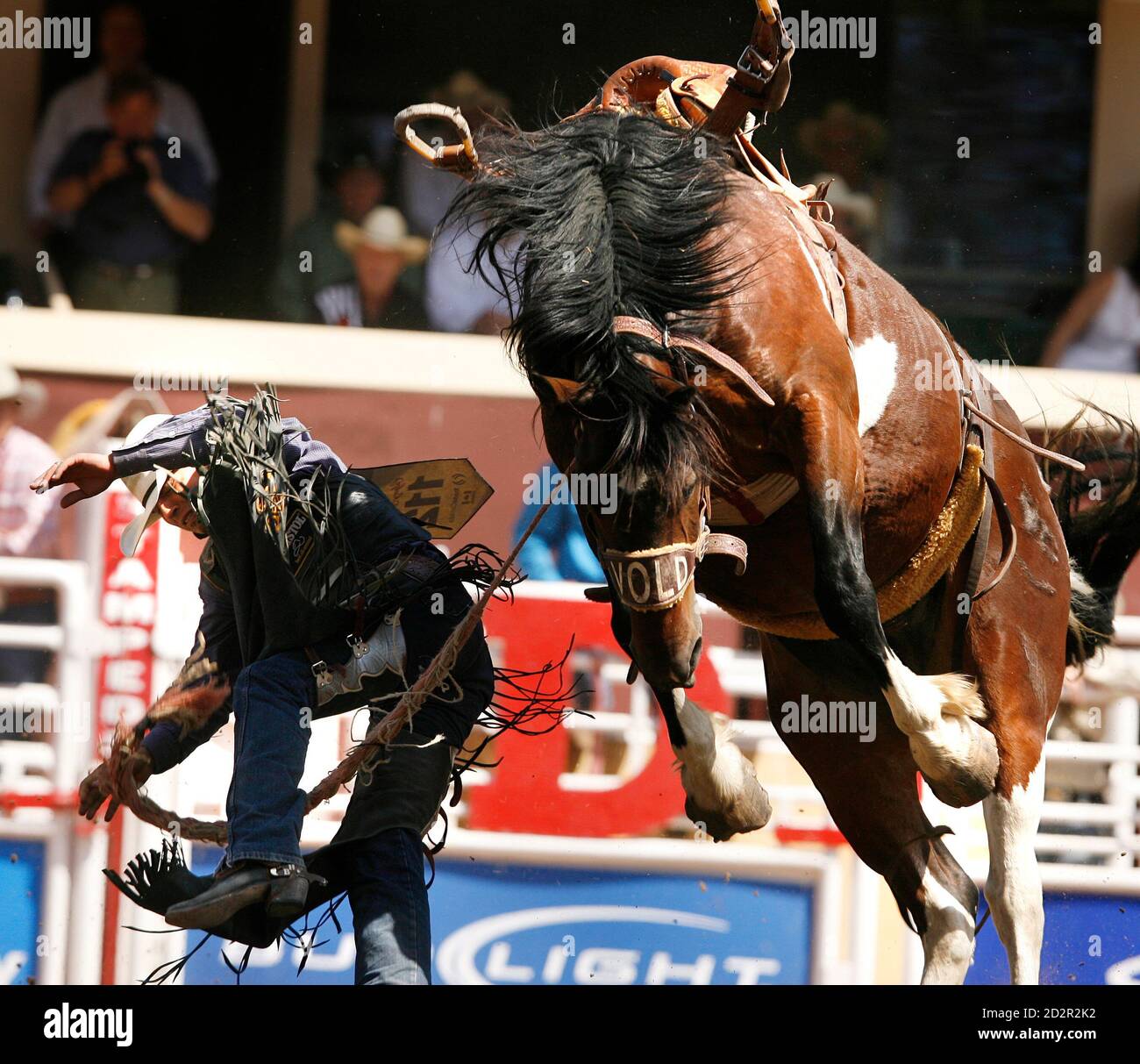 Rodeo cowboy gets bucked off hires stock photography and images Alamy
