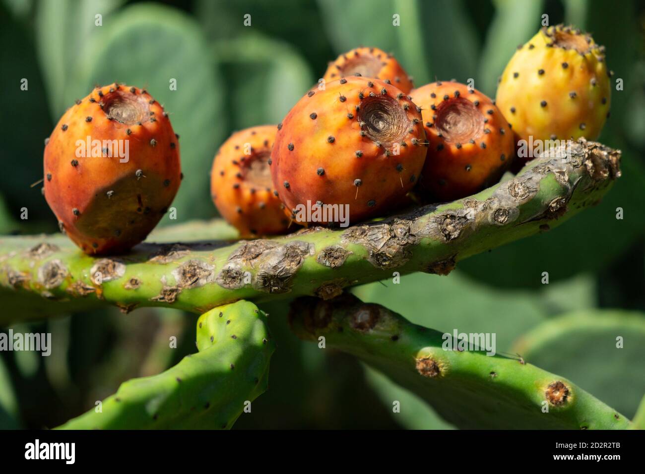 Chumbera, Es Ravellar, Campos, Mallorca, balearic islands, Spain Stock Photo