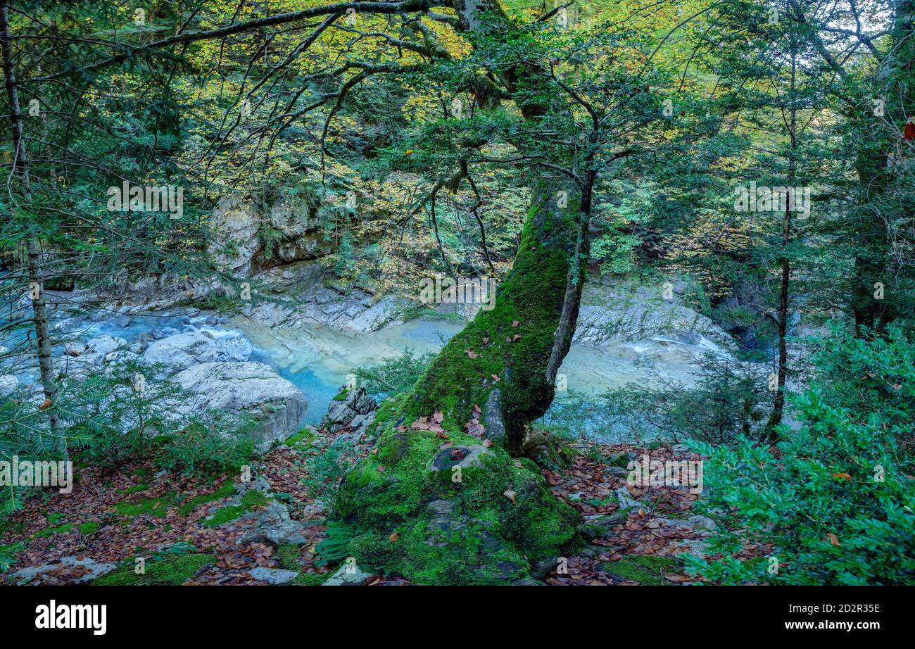 La Ripareta, Cañon de Añisclo, parque nacional de Ordesa y Monte Perdido,  comarca del Sobrarbe, Huesca, Aragón, cordillera de los Pirineos, Spain Stock Photo