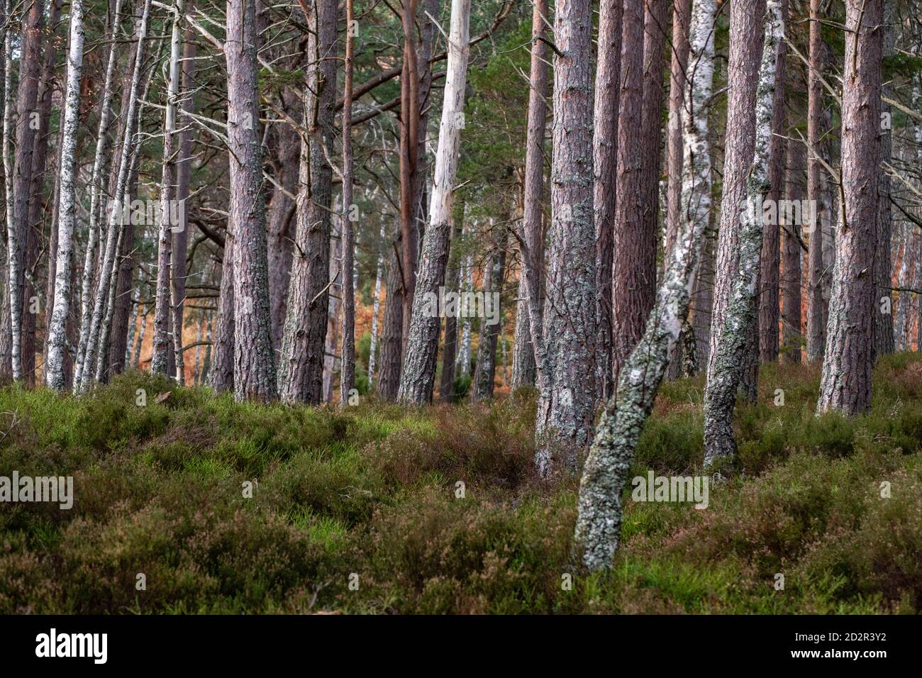 bosque de Rothiemurchus, Loch an Eilein, Parque Nacional de Cairngorms, Highlands, Escocia, Reino Unido Stock Photo