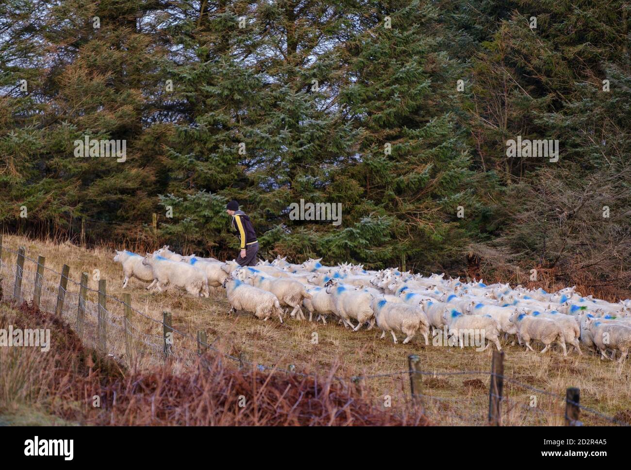 rebaño de ovejas, Skinidin, Loch Erghallan, isla de Skye, Highlands, Escocia, Reino Unido Stock Photo
