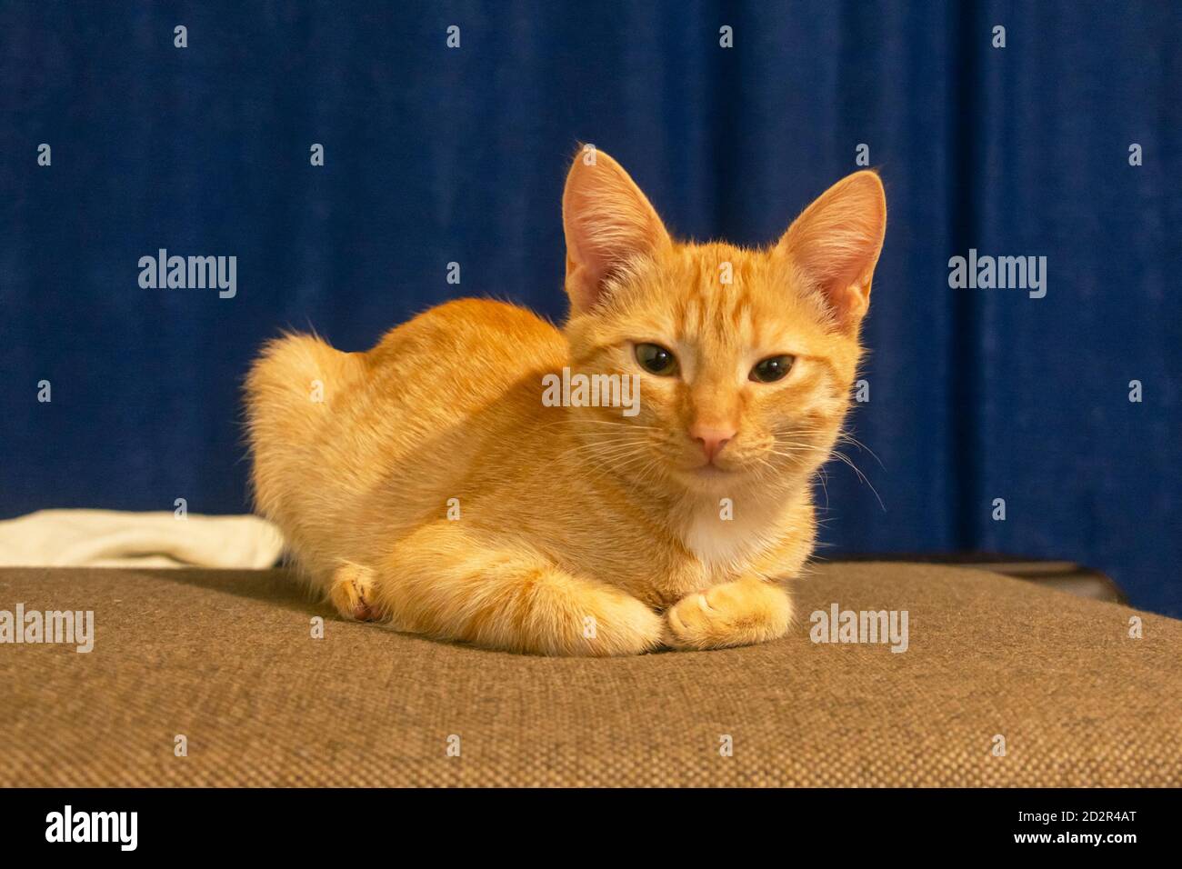 Red kitten on a dark blue background looks at the camera. The red cat lives at home. Selective focus. The concept of pets, love for animals. Stock Photo