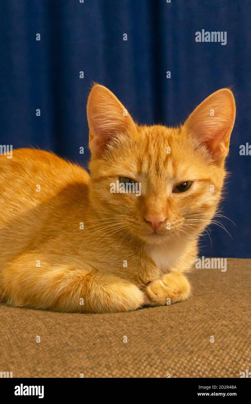 Red beautiful kitten looks into the camera. Close-up portrait of a cat. Selective focus. The concept of pets, love for animals. Stock Photo