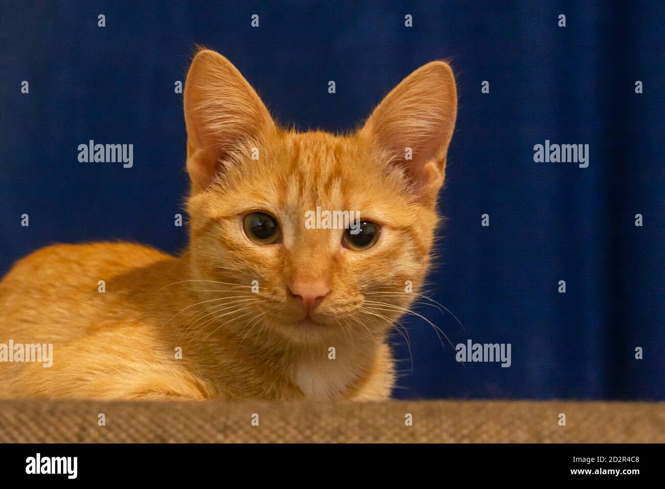 Portrait of a ginger cat close-up. Red kitten looks into the camera on a dark blue background. Selective focus. The concept of pets, love for animals. Stock Photo