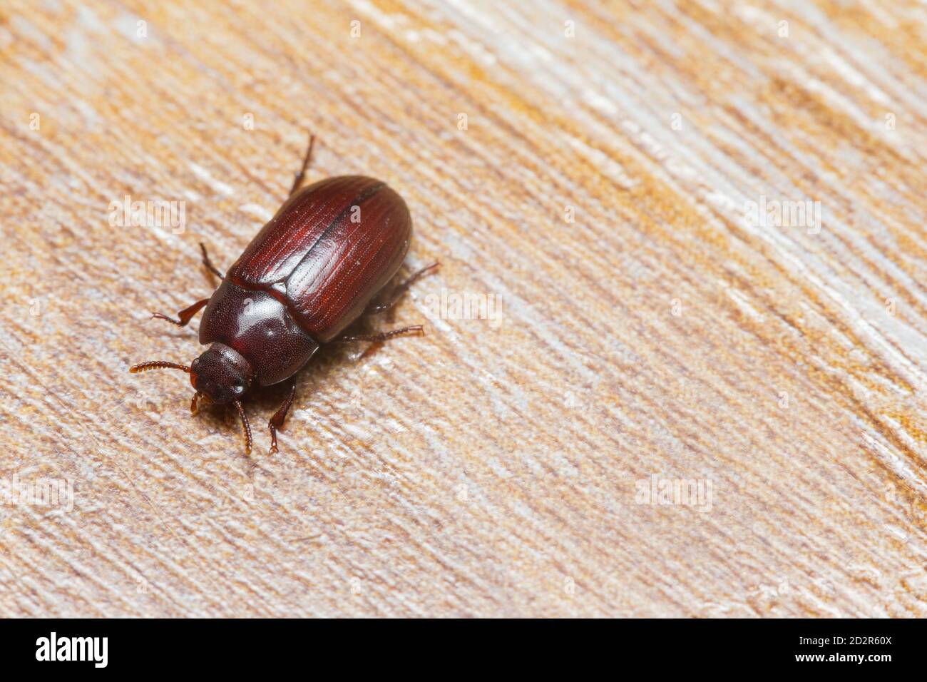 Litter beetle (Alphitobius diaperinus) Stock Photo