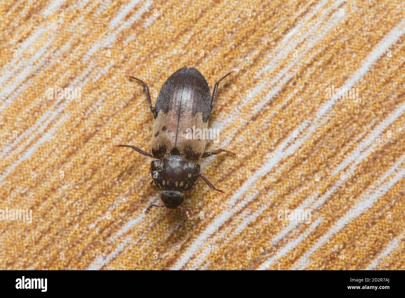 Larder beetle (Dermestes lardarius) Stock Photo