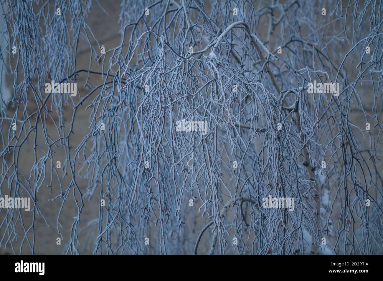 Branches of birch covered with hoarfrost, winter in a city park Stock ...