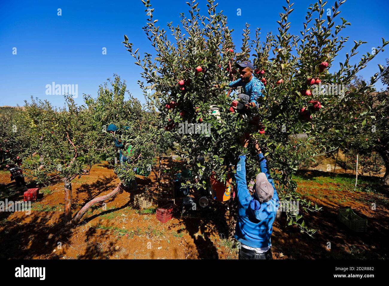 Beirut, Lebanon. 6th Oct, 2020. Residents harvests apples in Tannourine, Lebanon, Oct. 6, 2020. Credit: Bilal Jawich/Xinhua/Alamy Live News Stock Photo