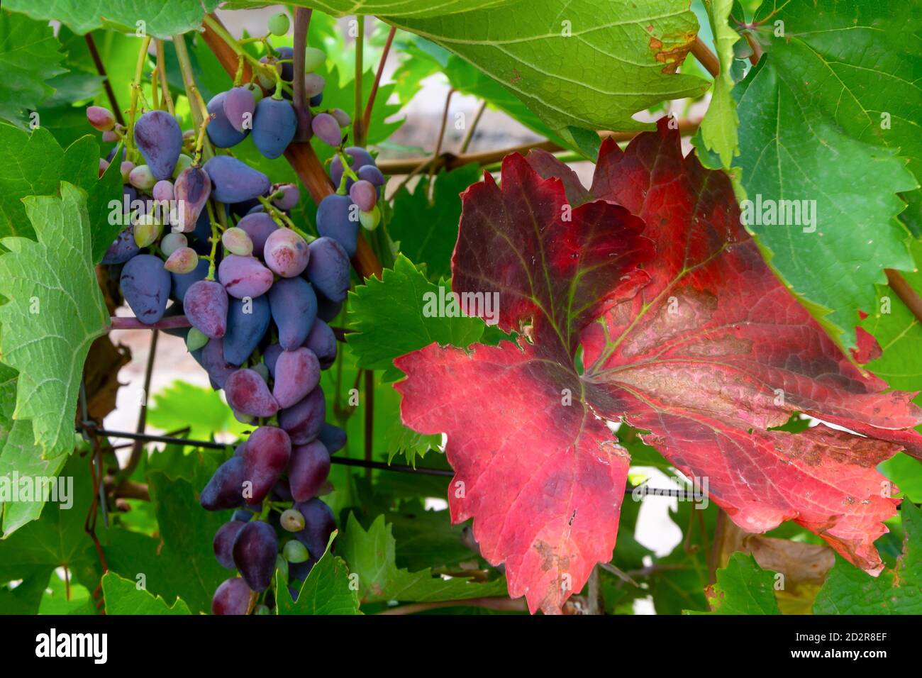 Grape disease hires stock photography and images Alamy