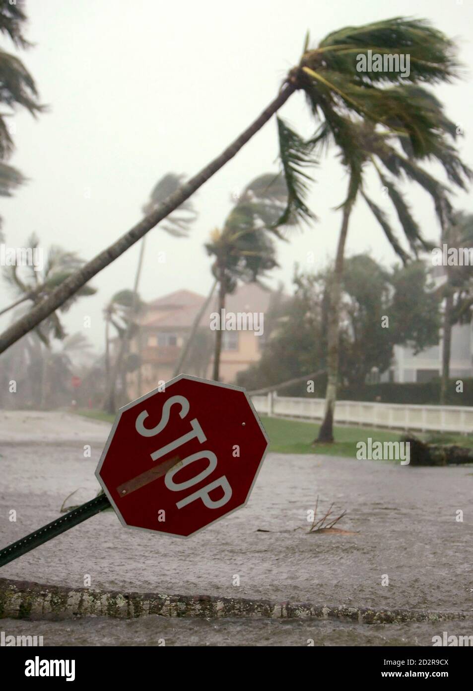 A stop sign is bent over with a palm tree over a flooded street as Hurricane Wilma blows through in Naples, Florida October 24, 2005. Hurricane Wilma crashed ashore in southwest Florida and roared across the peninsula, pounding Miami, Fort Lauderdale and West Palm Beach on Monday after slamming Mexico's Yucatan Peninsula and killing 17 people in the Caribbean. REUTERS/Rick Wilking Stock Photo