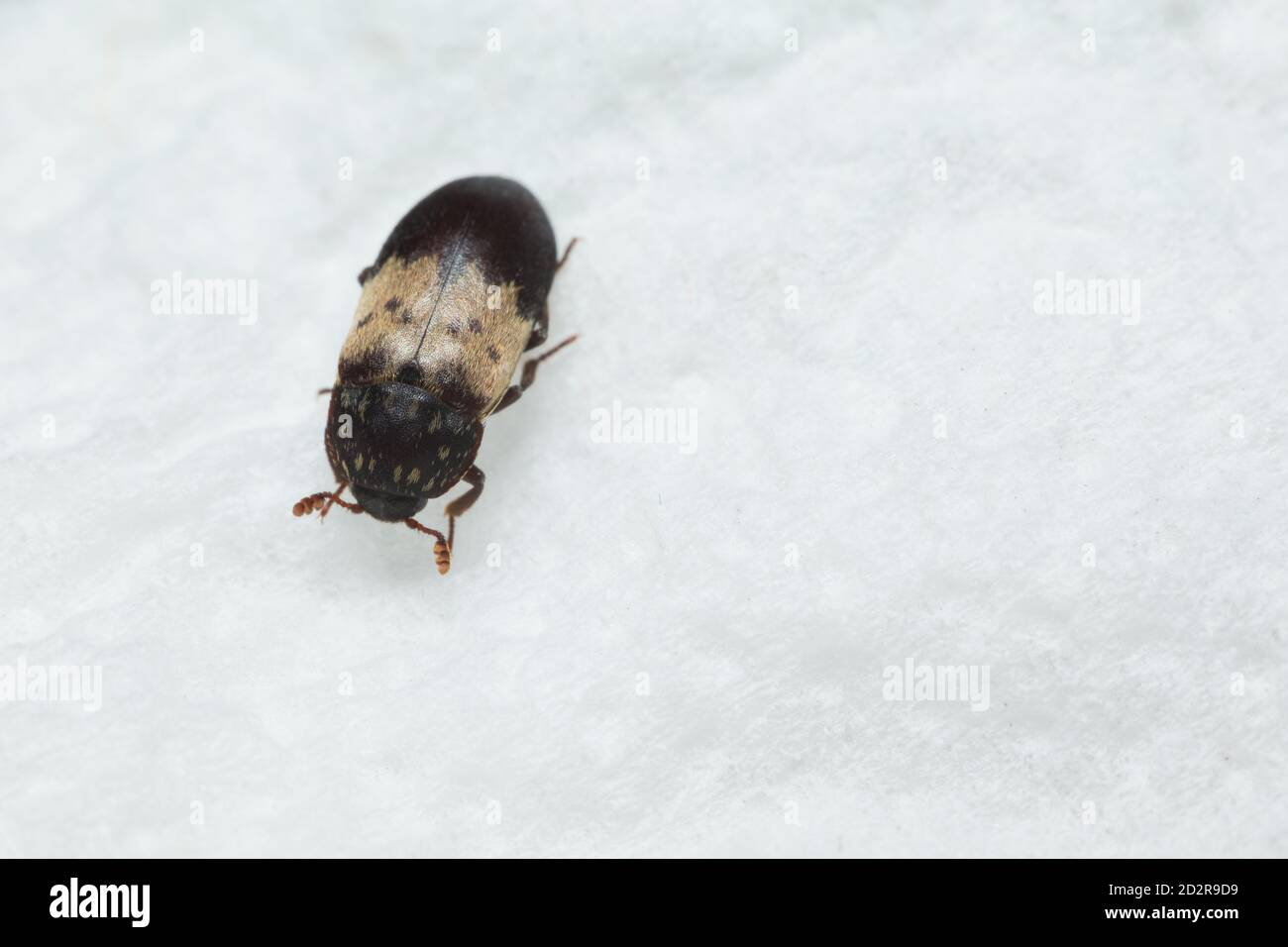 Larder beetle (Dermestes lardarius) Stock Photo