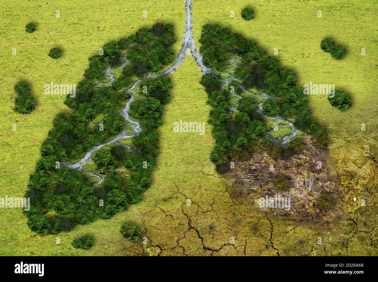 Forest in a shape of lungs - deforestation and global warming concept Stock Photo
