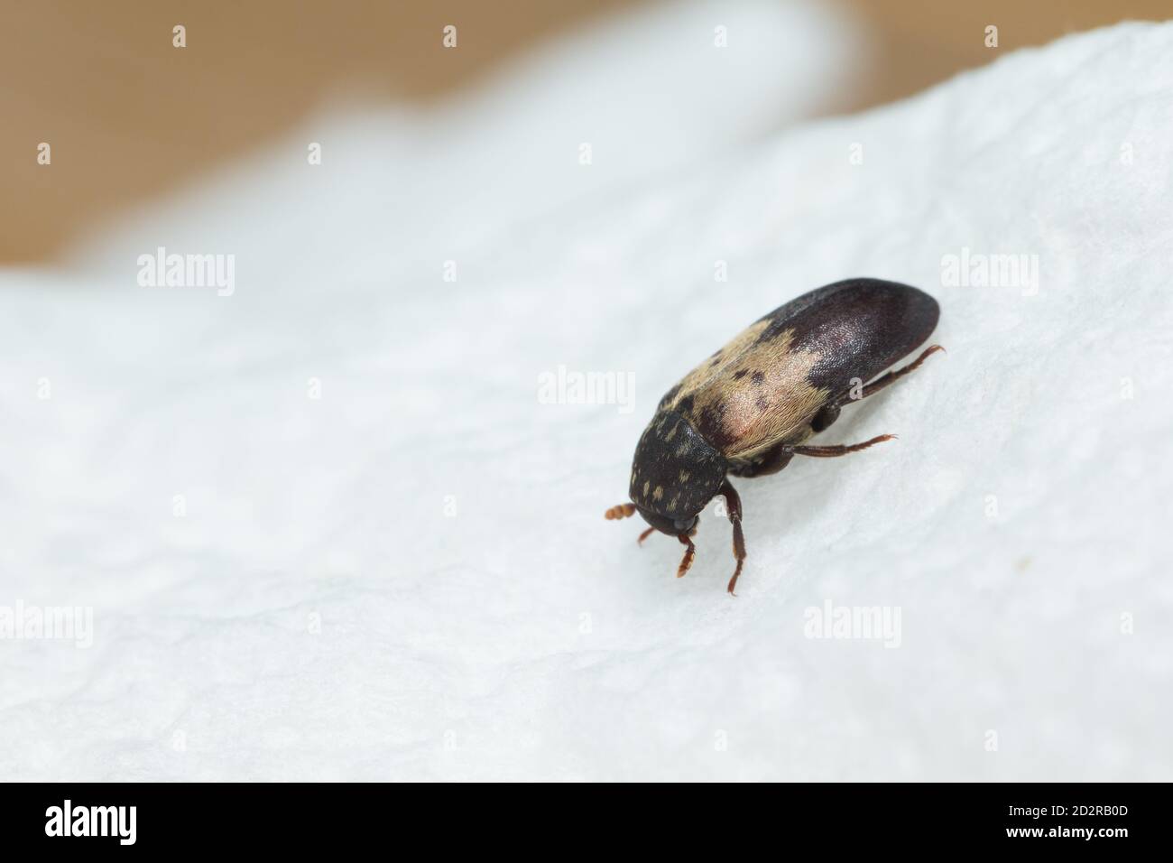Larder beetle (Dermestes lardarius) Stock Photo