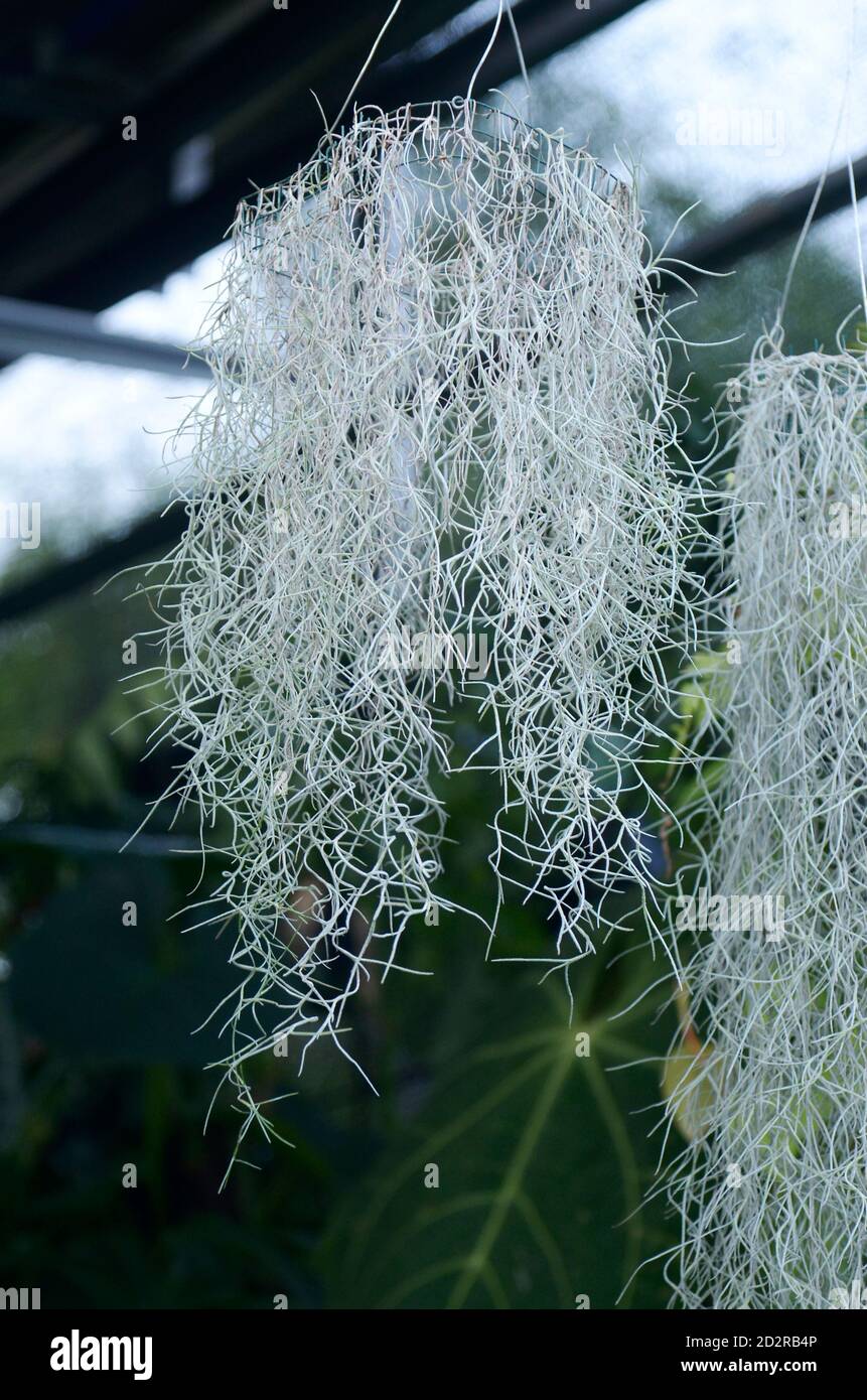 the beauty of Spanish moss plant (Tillandsia usneoides Stock Photo Alamy