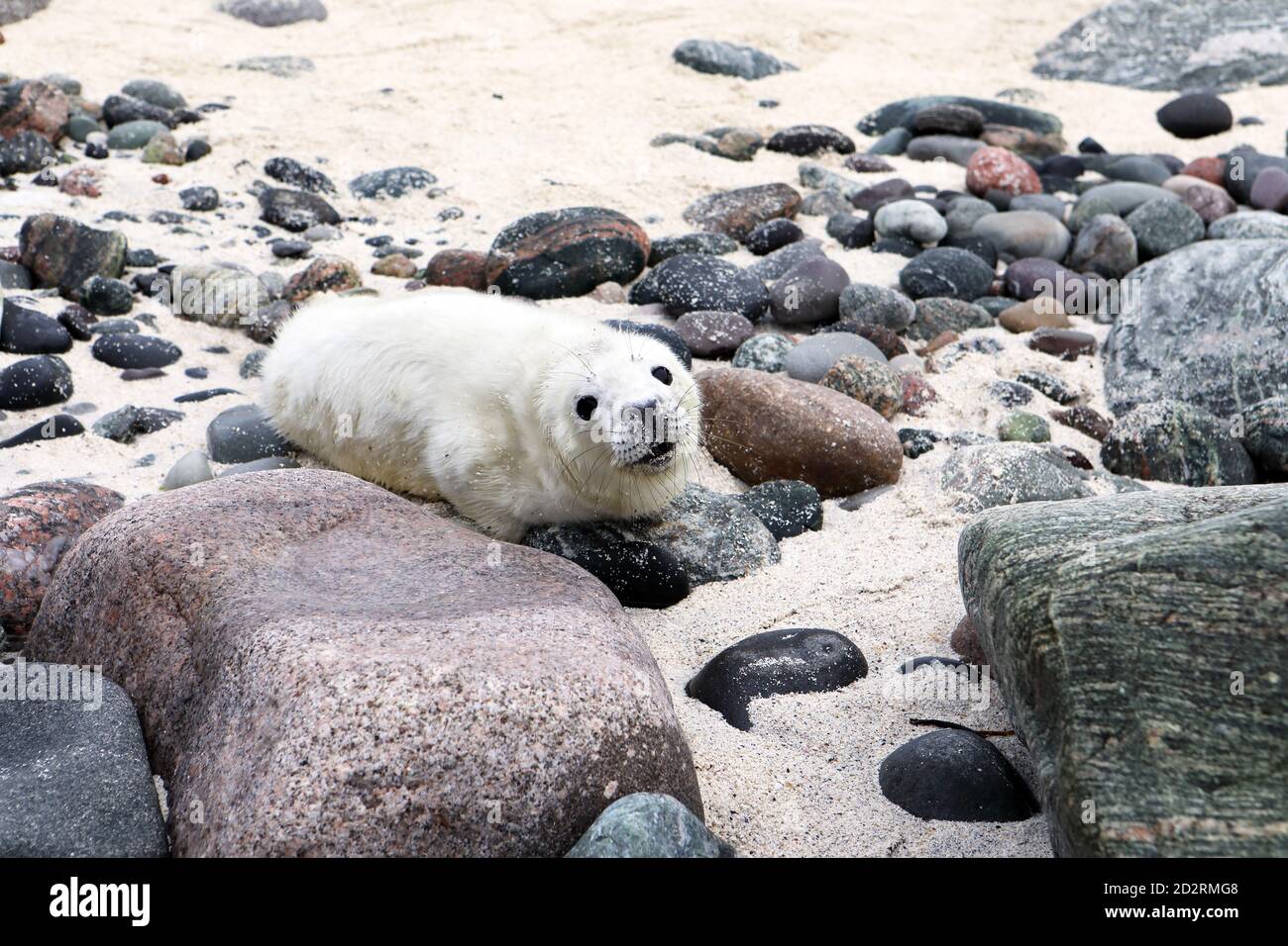 A cute well fed Grey seal (Halichoerus grypus) pup on an uninhabited island in the Inner Hebrides of Scotland Stock Photo