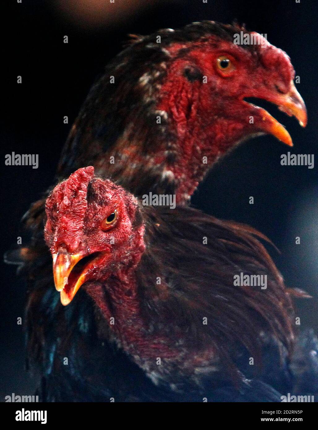 Asia Cockfight Hi Res Stock Photography And Images Alamy