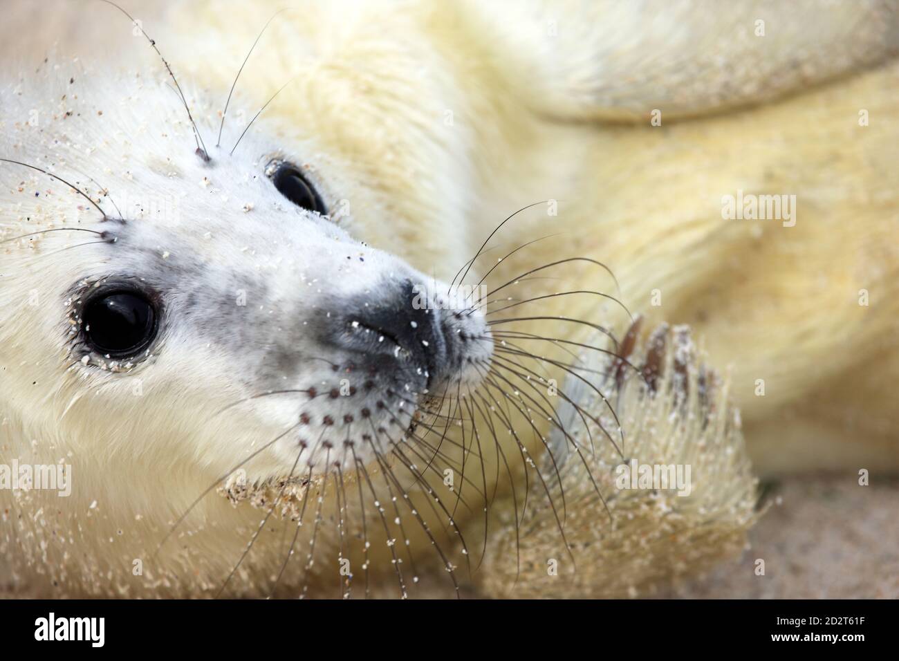 Close up of a cute newborn Grey seal (Halichoerus grypus) pup on an uninhabited Scottish island in the Inner Hebrides of Scotland Stock Photo
