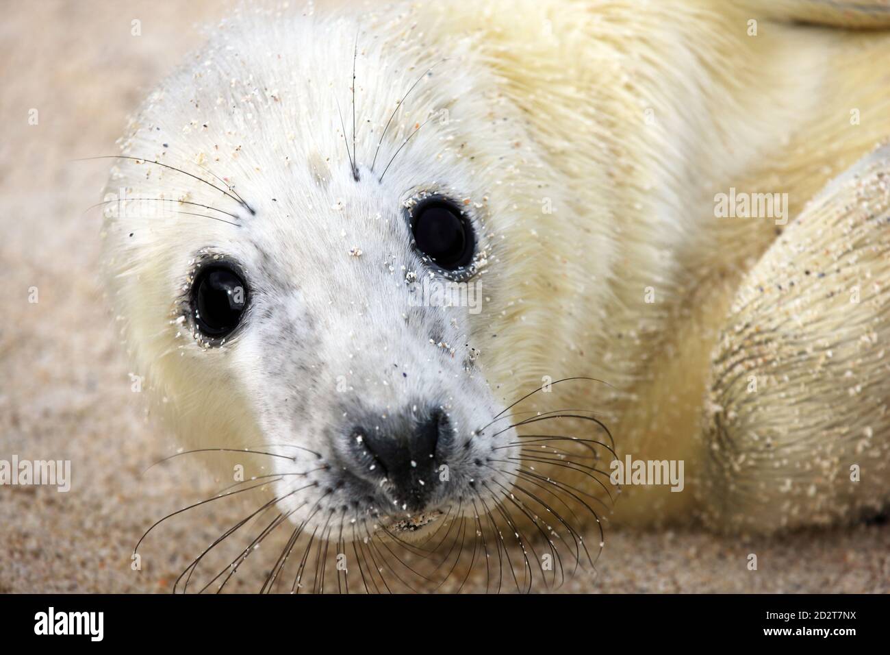 Close up of a cute newborn Grey seal (Halichoerus grypus) pup on an uninhabited Scottish island in the Inner Hebrides of Scotland Stock Photo