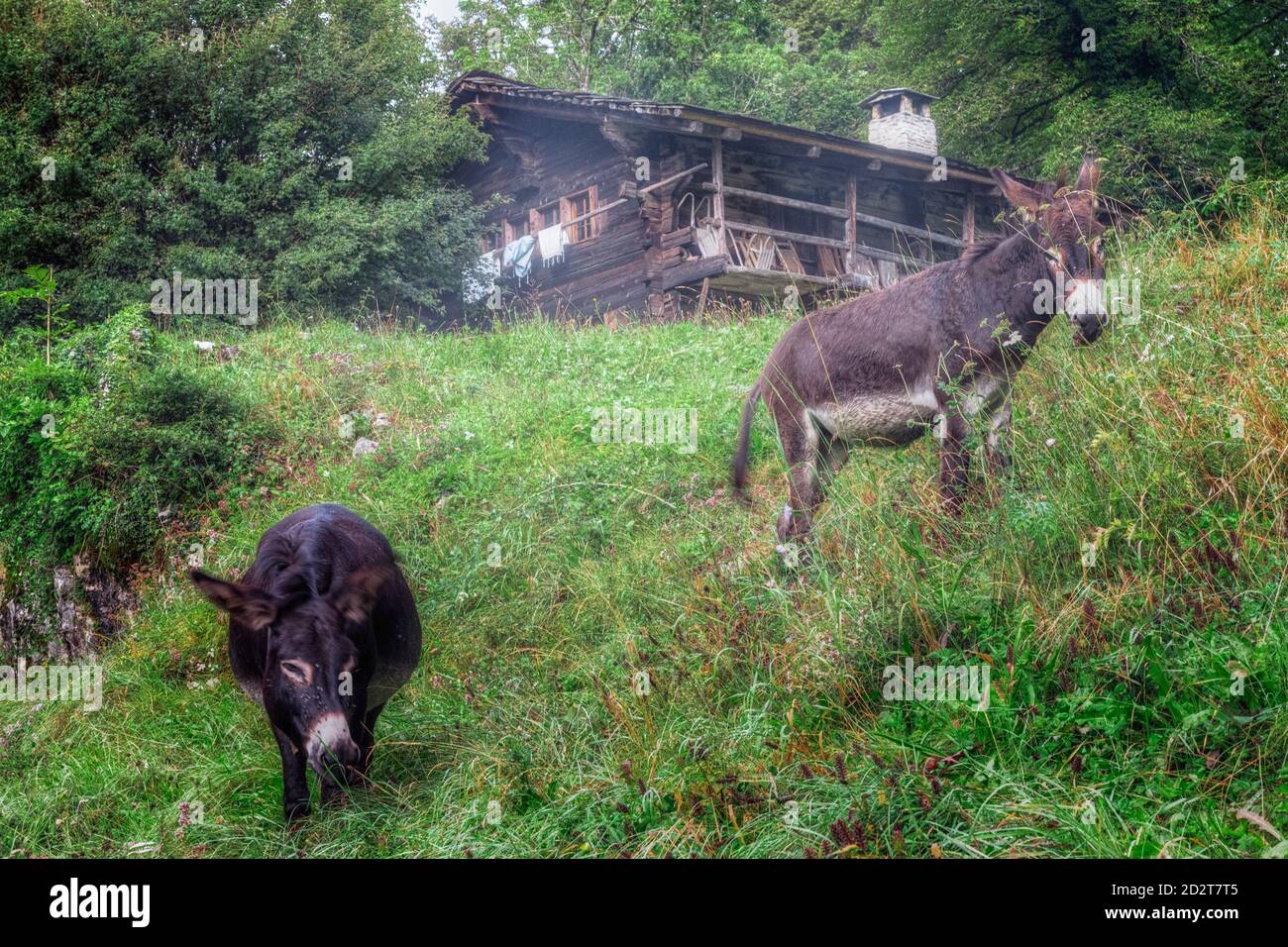 Ballenberg, Brienz, Bern, Switzerland, Europe Stock Photo