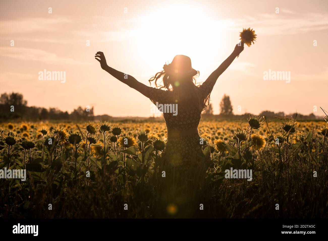 Back view silhouette of unrecognizable female in hat standing with arms raised among blooming sunflowers and enjoying freedom in summer evening in field Stock Photo