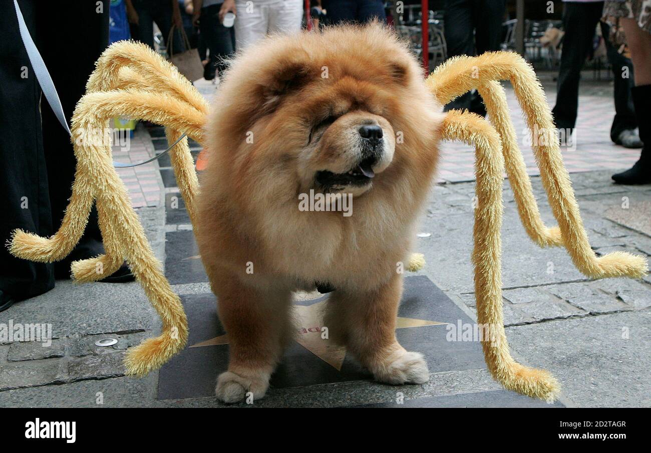 dog dressed like a spider