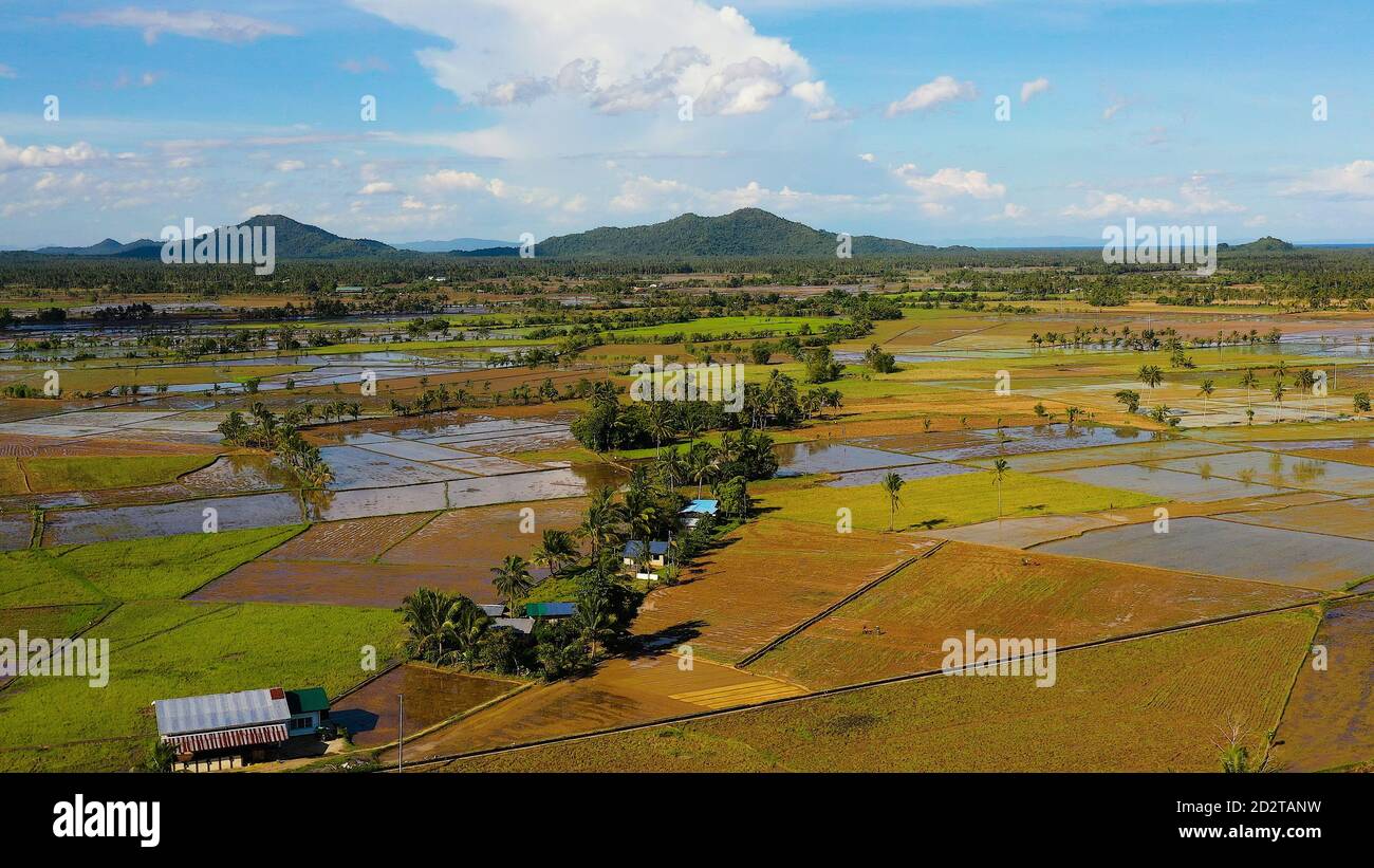 Leyte Rice Rice fields are flooded with water. Tropical landscape with fertile ...