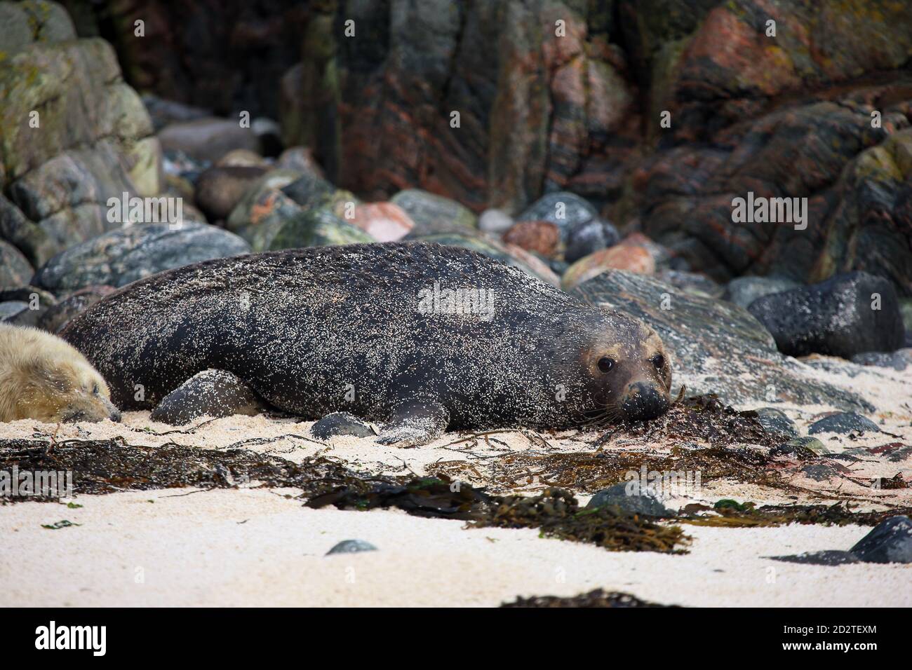 A grey seal (Halichoerus grypus) covered in sand and blending into the surrounding rocks with her newborn pup on an Inner Hebrides Scottish island Stock Photo