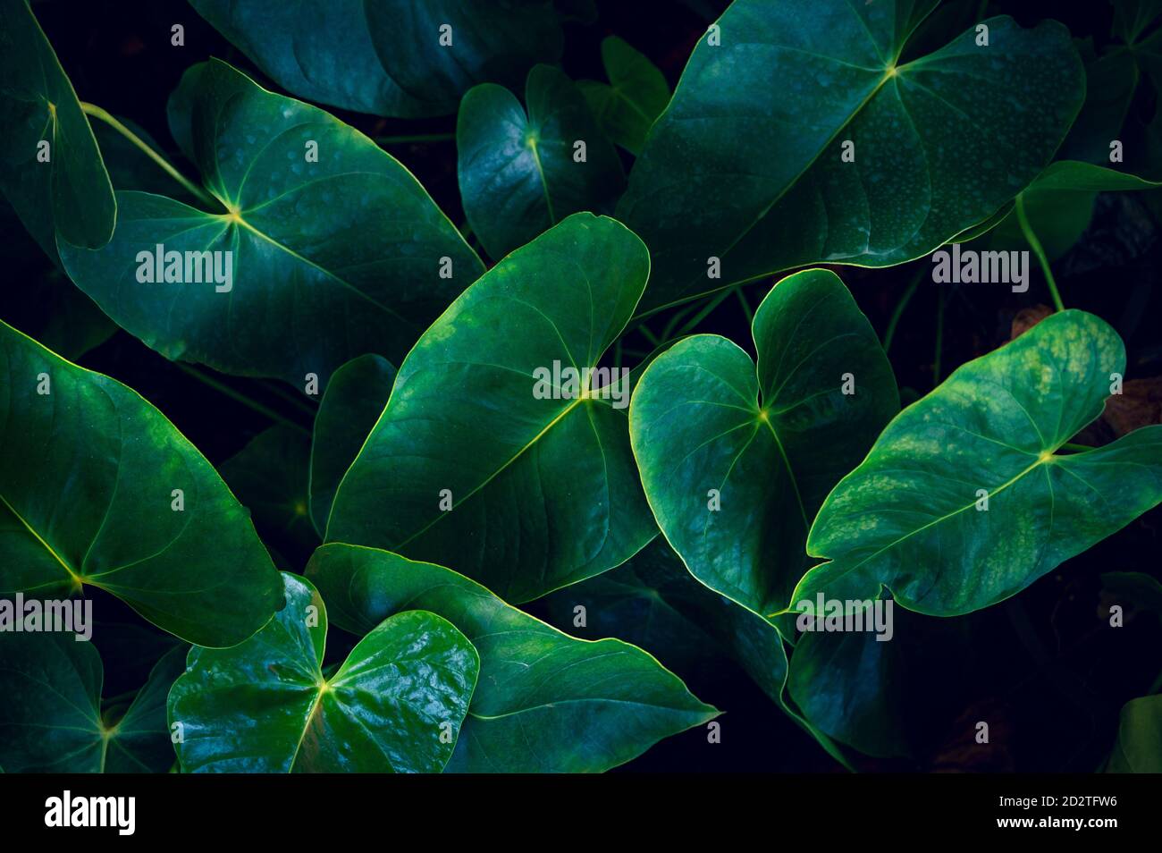 Anthurium in the natural background has a lush green color. tropical leaves colorful flower on dark tropical foliage nature background dark green foli Stock Photo