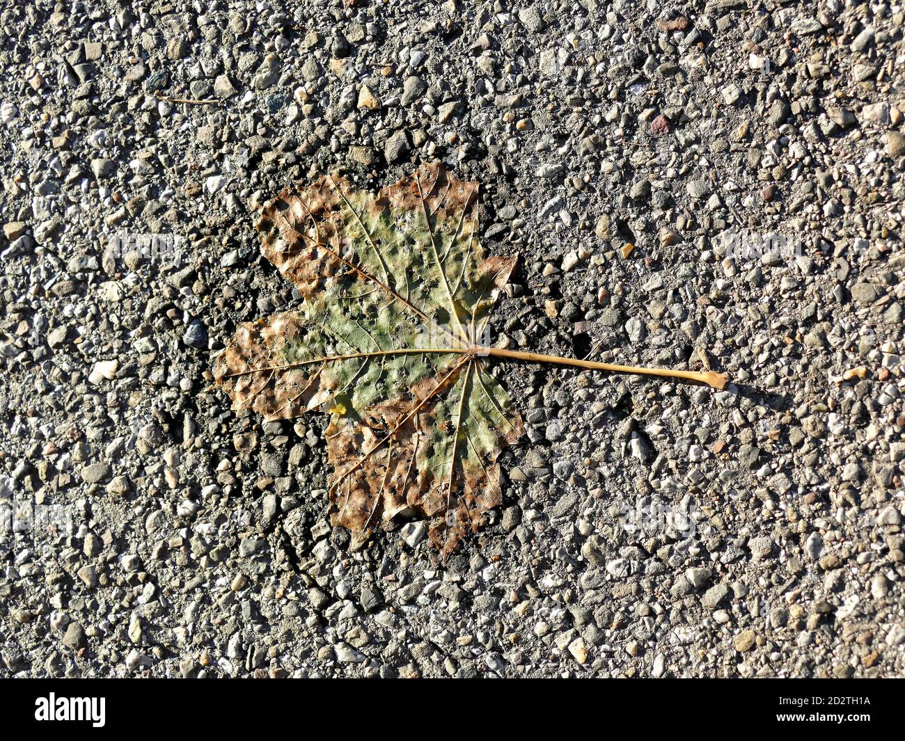 autumnal colored maple leaf on a street Stock Photo