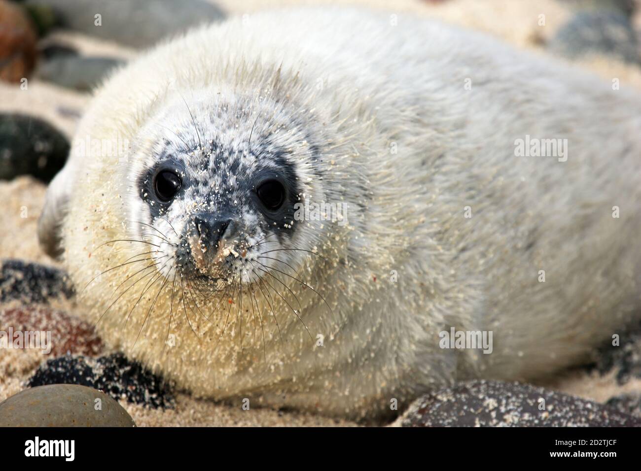A cute well fed Grey seal (Halichoerus grypus) pup on an uninhabited island in the Inner Hebrides of Scotland Stock Photo