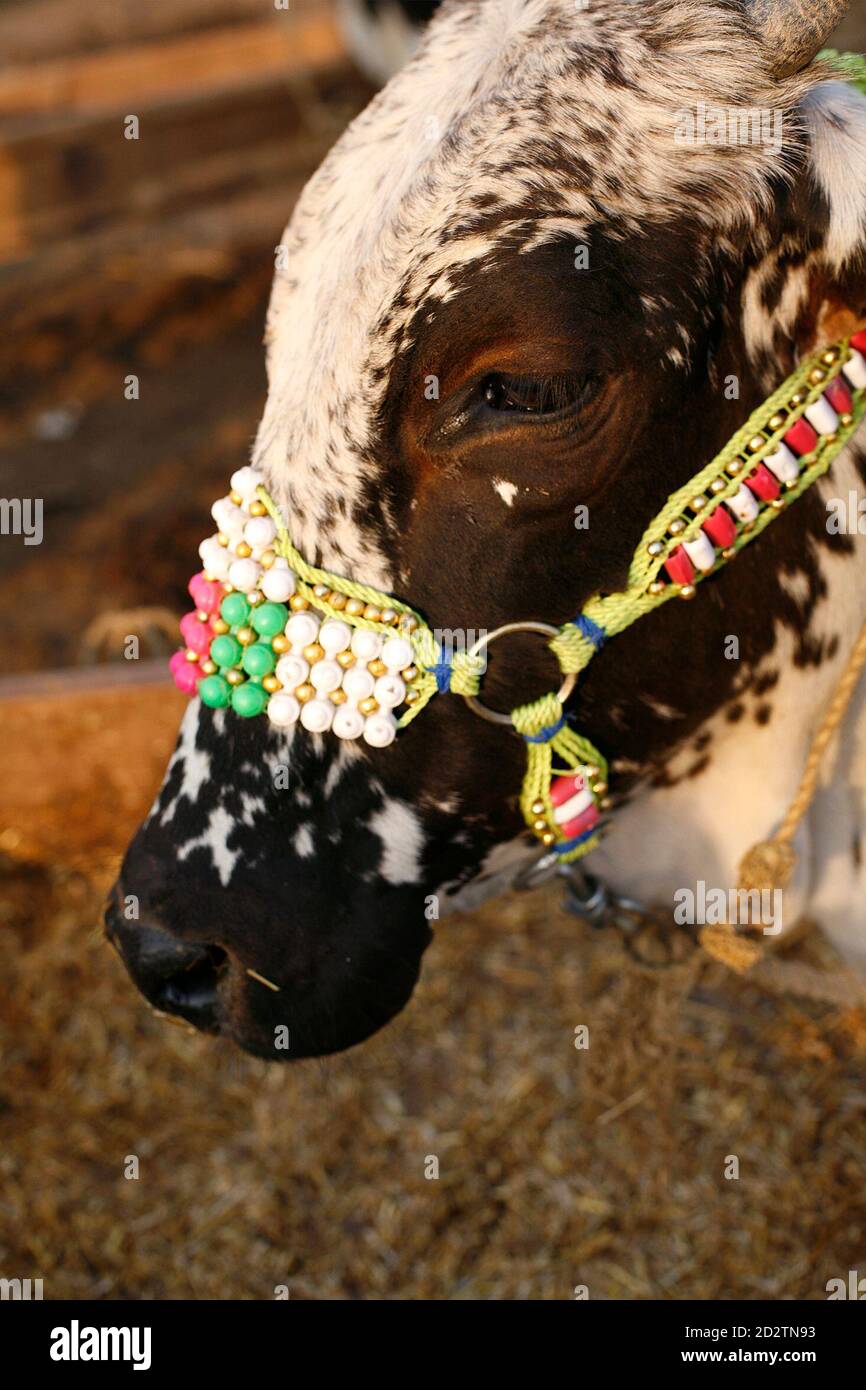 A decorated cow is on sale at a cattle market ahead of Eid al-Adha in Karachi December 28, 2006. Animal traders in Pakistan pay special attention to decorating sacrificial animals to attract A decorated cow is on sale at a cattle market ahead of Eid al-Adha in Karachi December 28, 2006. Animal traders in Pakistan pay special attention to decorating sacrificial animals to attract