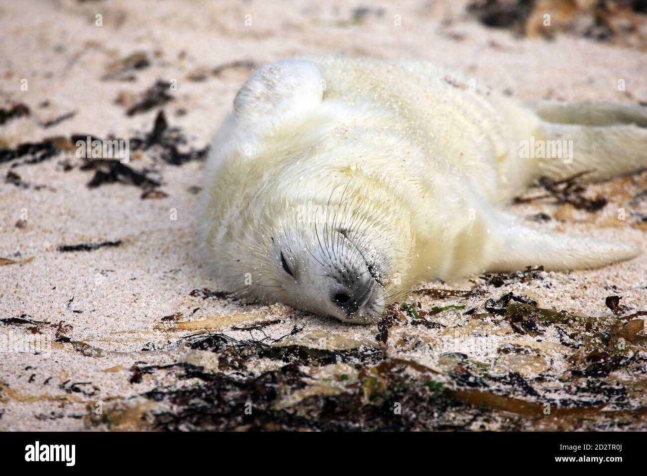 Newborn grey seal pup (Halichoerus grypus) relaxed and contented whilst fast asleep on its back on a secluded beach in the Inner Hebrides of Scotland Stock Photo