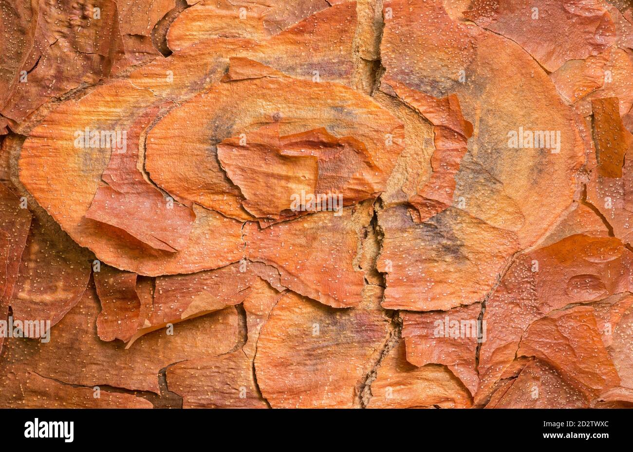 Macro photograph of the patterns and textures in the bark of a Paperbark Maple (Acer griseum) Stock Photo