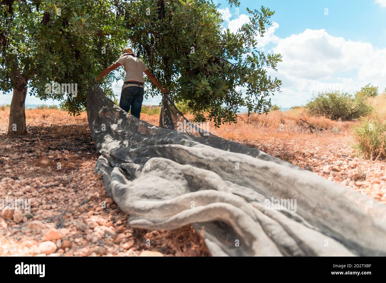 Back view of unrecognizable male farm worker spreading large canvas