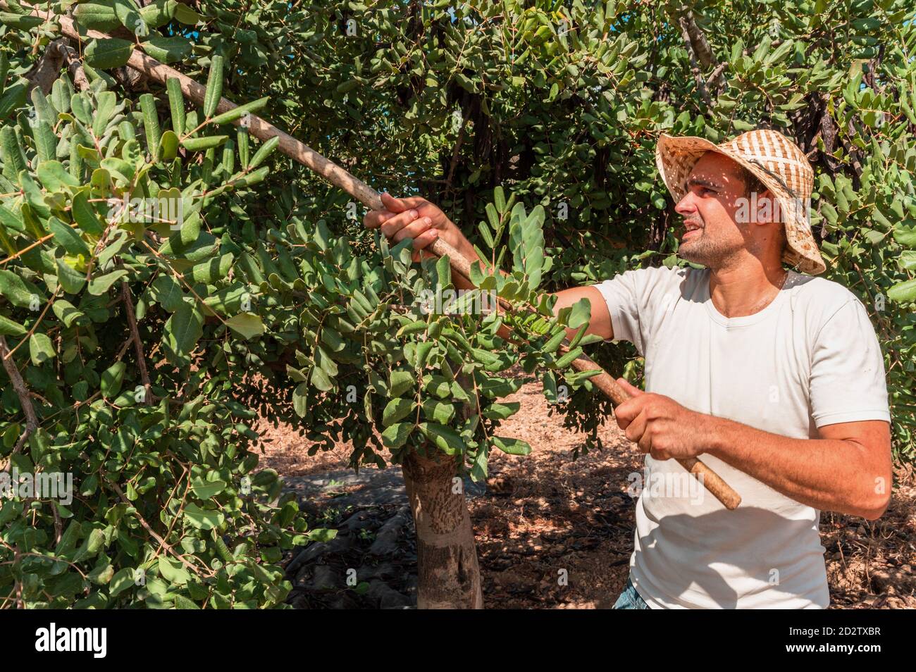 Side view of male farm worker hitting carob tree branches with wooden