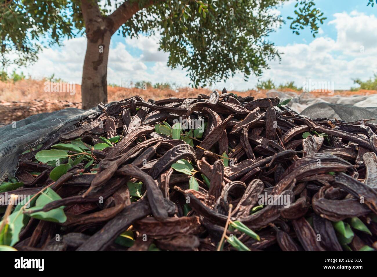 Pile of ripe carob pods on canvas placed under tree during harvesting