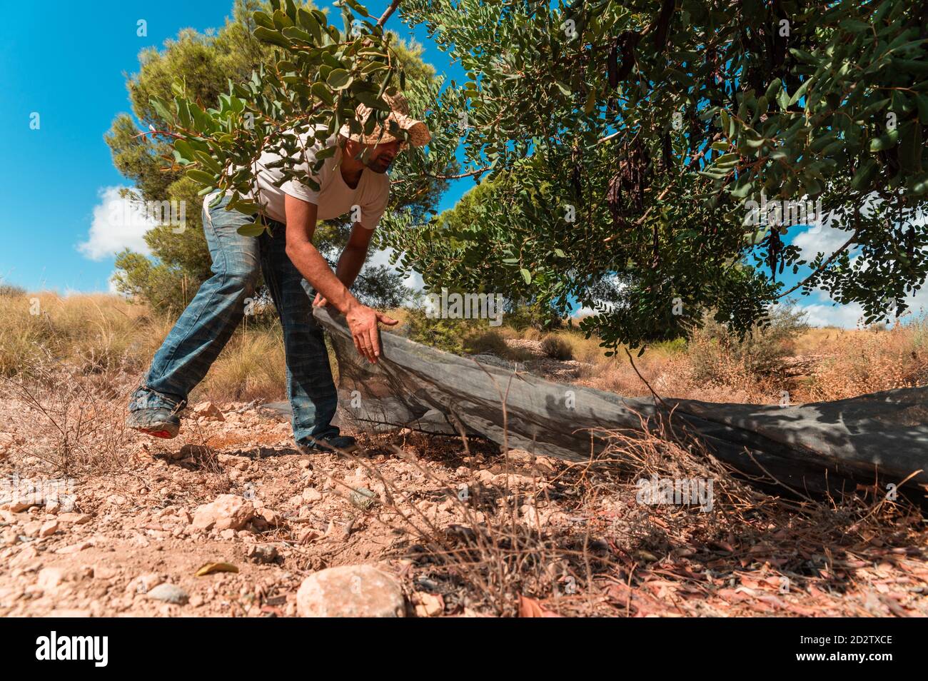 Side view of male farm worker spreading large canvas under carob tree