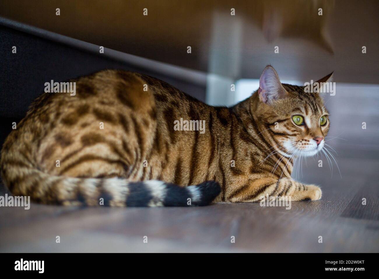 Selective focus shot of a domesticated Bengal cat lying on the floor ...