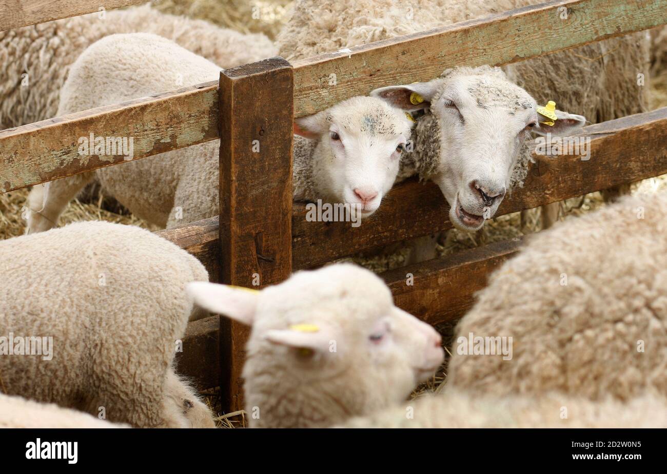 A Charlevoix lamb and a sheep look through a fence at the Ferme  Eboulmontaise in Les Eboulements, Charlevoix May 13, 2009. The Charlevoix  lamb was awarded, by Quebec's Department of Agriculture and