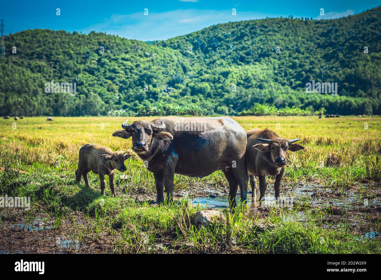 Family of Water Buffalo Standing graze Together on rice grass field ...